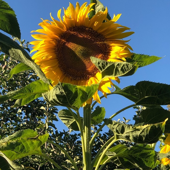 Meet your Seller/Buyer🌻☀️😍 - Picture 1 of 1